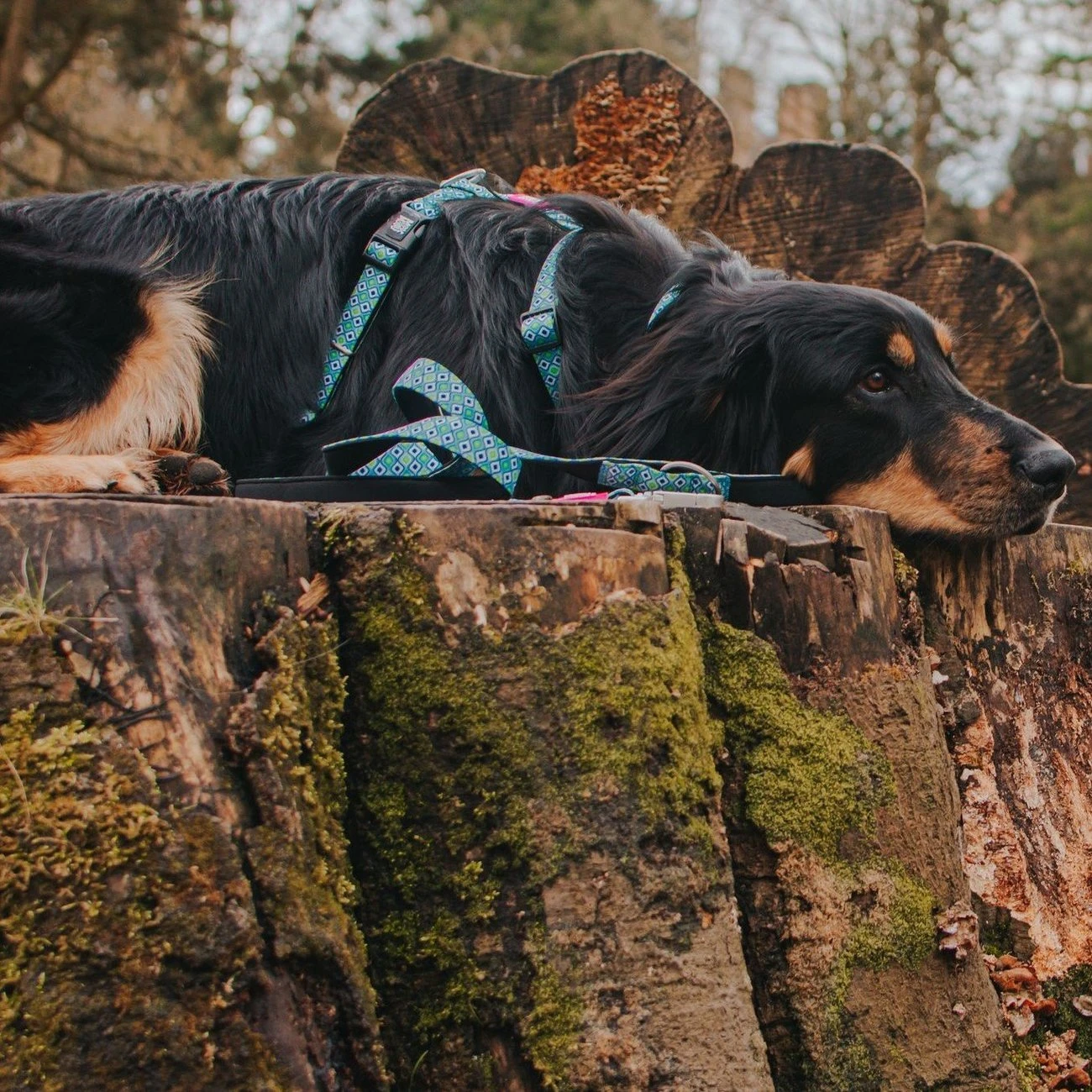 Max & Molly H-Geschirr Retro Blue 3 Max & Molly H-Geschirr Retro Blue – Bild 3