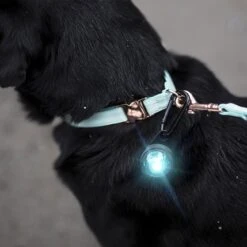 Orbiloc Dog Dual Safety Light Hundelicht 22 Orbiloc Dog Dual Safety Light Hundelicht -Angebote Hundenass Futter Store orbiloc dog dual safety light hundelicht 1576654859
