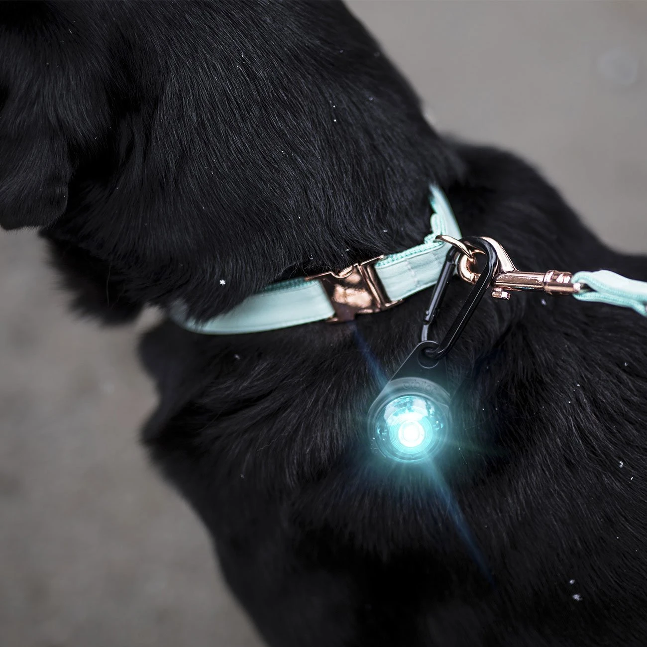 Orbiloc Dog Dual Safety Light Hundelicht 3 Orbiloc Dog Dual Safety Light Hundelicht – Bild 3