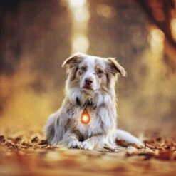 Orbiloc Dog Dual Safety Light Hundelicht 28 Orbiloc Dog Dual Safety Light Hundelicht -Angebote Hundenass Futter Store orbiloc dog dual safety light hundelicht 1576655707