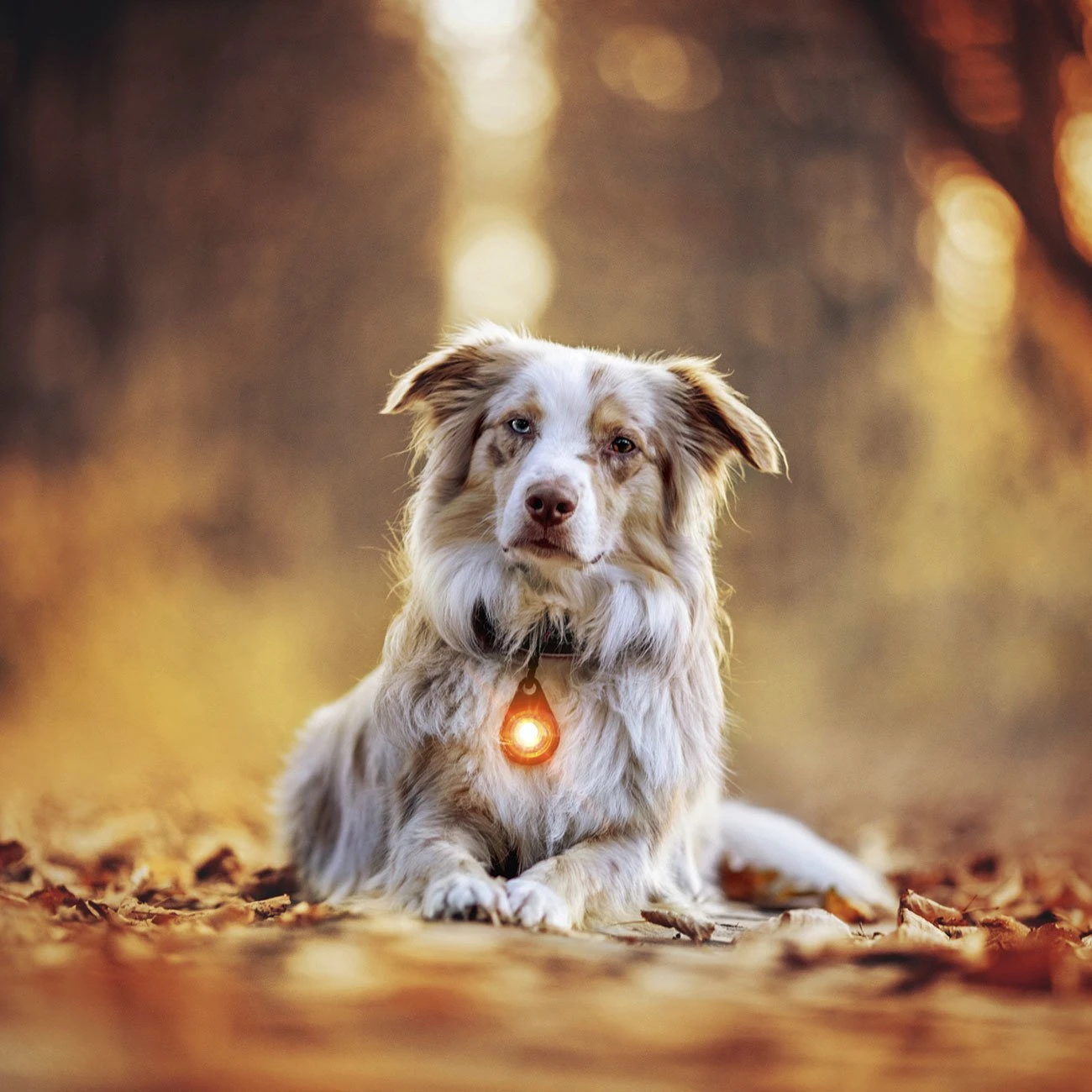 Orbiloc Dog Dual Safety Light Hundelicht 9 Orbiloc Dog Dual Safety Light Hundelicht – Bild 9