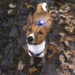 Orbiloc Dog Dual Safety Light Hundelicht 37 Orbiloc Dog Dual Safety Light Hundelicht -Angebote Hundenass Futter Store orbiloc dog dual safety light hundelicht 1576655827