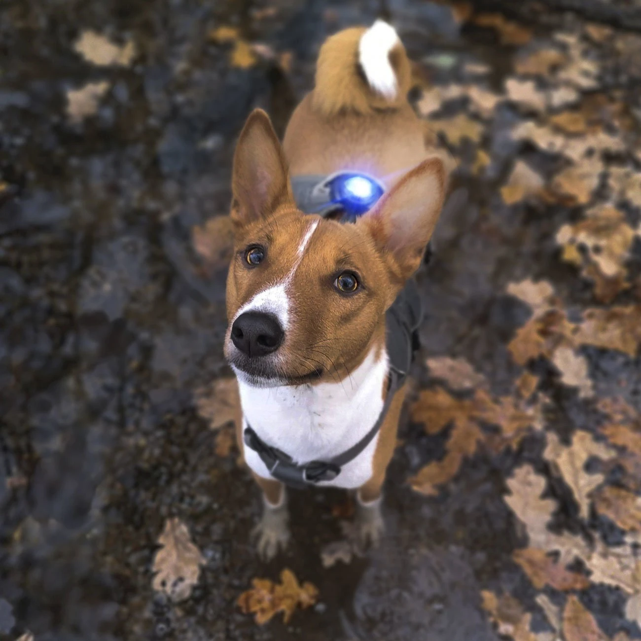 Orbiloc Dog Dual Safety Light Hundelicht 18 Orbiloc Dog Dual Safety Light Hundelicht – Bild 18