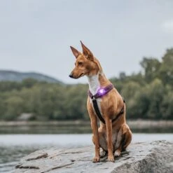 Orbiloc Dog Dual Safety Light Hundelicht 34 Orbiloc Dog Dual Safety Light Hundelicht -Angebote Hundenass Futter Store orbiloc dog dual safety light hundelicht 1595489712