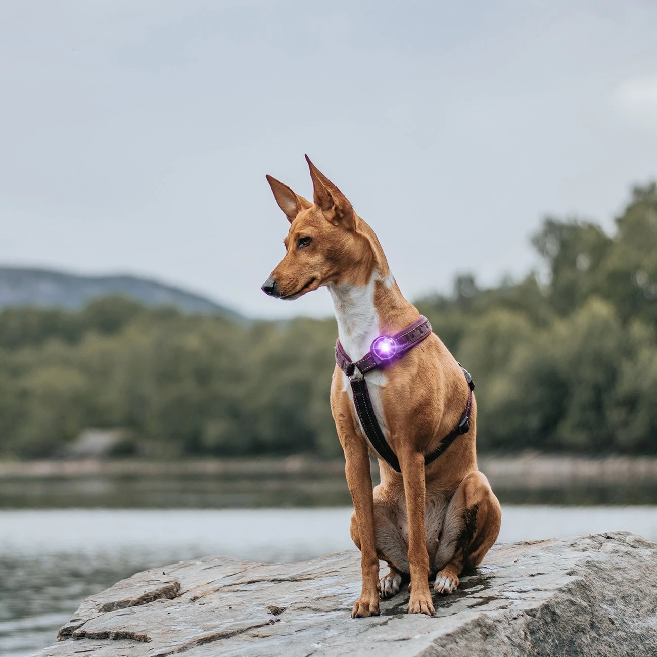 Orbiloc Dog Dual Safety Light Hundelicht 15 Orbiloc Dog Dual Safety Light Hundelicht – Bild 15