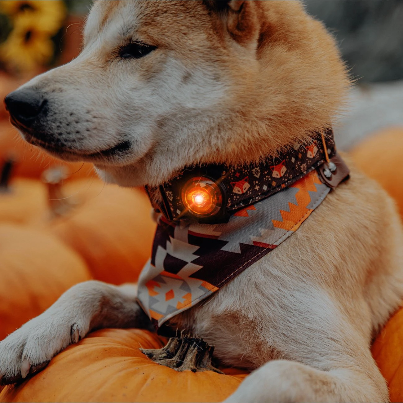 Orbiloc Dog Dual Safety Light Hundelicht 13 Orbiloc Dog Dual Safety Light Hundelicht – Bild 13