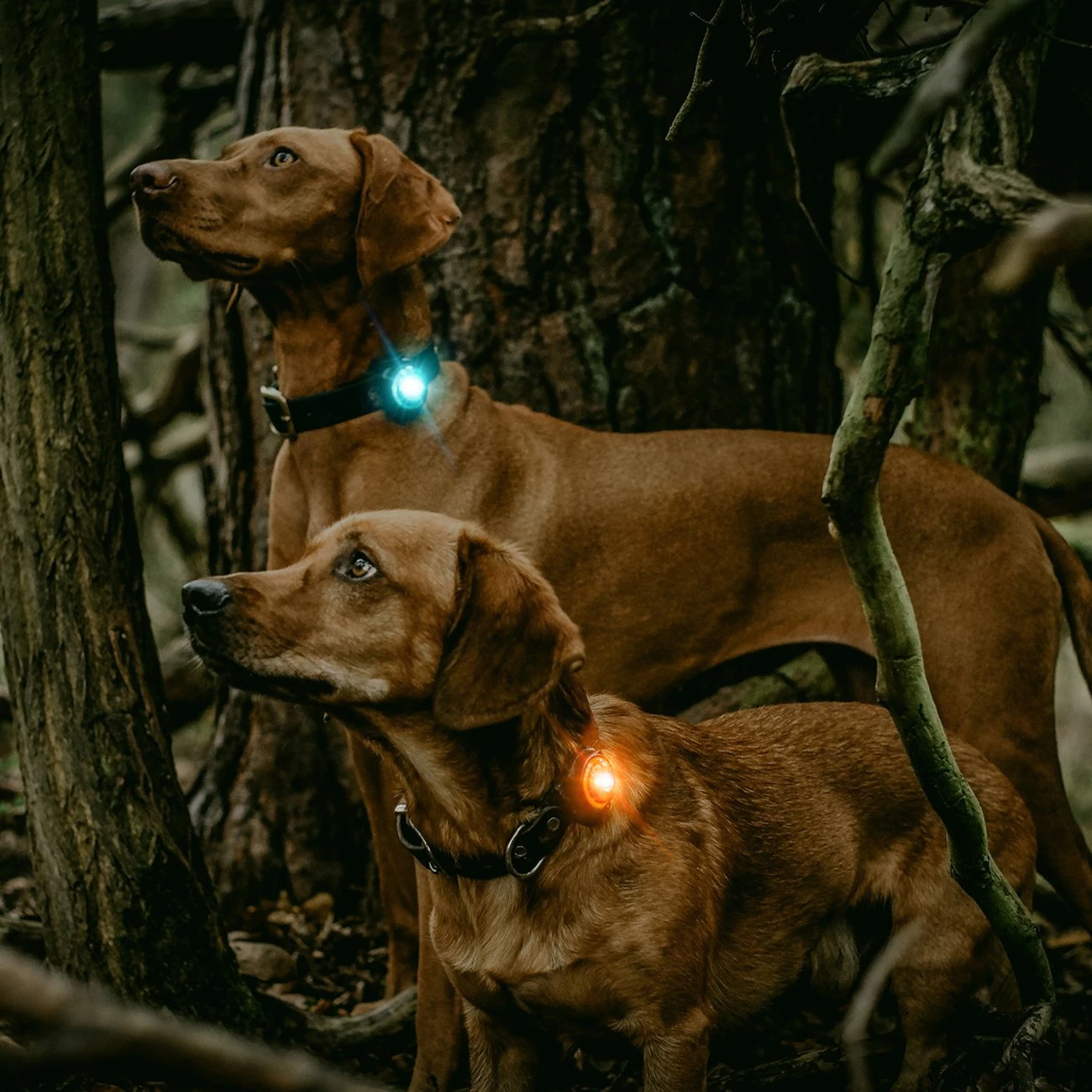 Orbiloc Dog Dual Safety Light Hundelicht 2 Orbiloc Dog Dual Safety Light Hundelicht – Bild 2