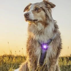 Orbiloc Dog Dual Safety Light Hundelicht 35 Orbiloc Dog Dual Safety Light Hundelicht -Angebote Hundenass Futter Store orbiloc dog dual safety light hundelicht 1602682935