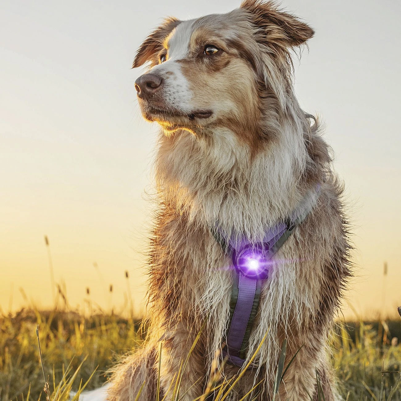 Orbiloc Dog Dual Safety Light Hundelicht 16 Orbiloc Dog Dual Safety Light Hundelicht – Bild 16