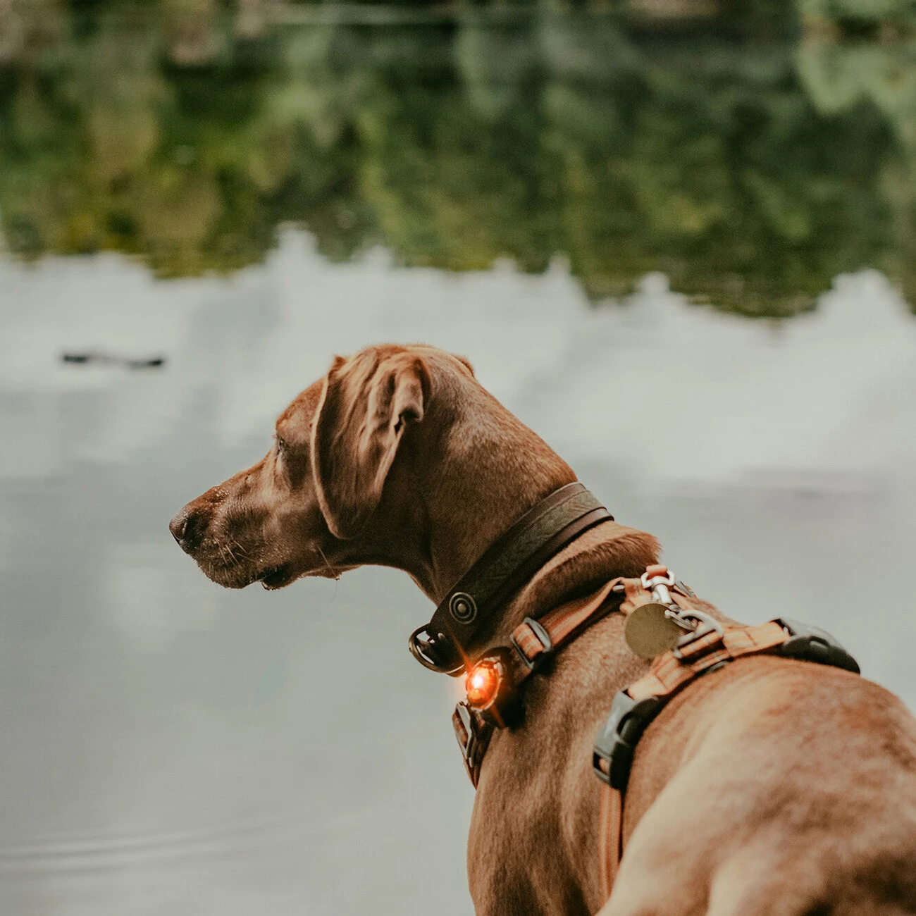 Orbiloc Dog Dual Safety Light Hundelicht 12 Orbiloc Dog Dual Safety Light Hundelicht – Bild 12