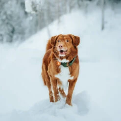 Orbiloc Dog Dual Safety Light Hundelicht 30 Orbiloc Dog Dual Safety Light Hundelicht -Angebote Hundenass Futter Store orbiloc dog dual safety light hundelicht 1671118802