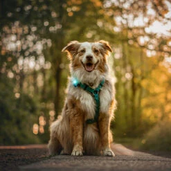 Orbiloc Dog Dual Safety Light Hundelicht 24 Orbiloc Dog Dual Safety Light Hundelicht -Angebote Hundenass Futter Store orbiloc dog dual safety light hundelicht 1671120470