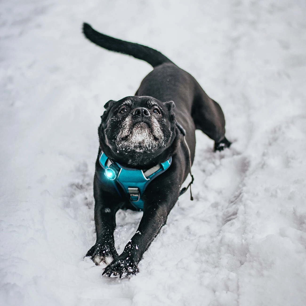 Orbiloc Dog Dual Safety Light Hundelicht 4 Orbiloc Dog Dual Safety Light Hundelicht – Bild 4