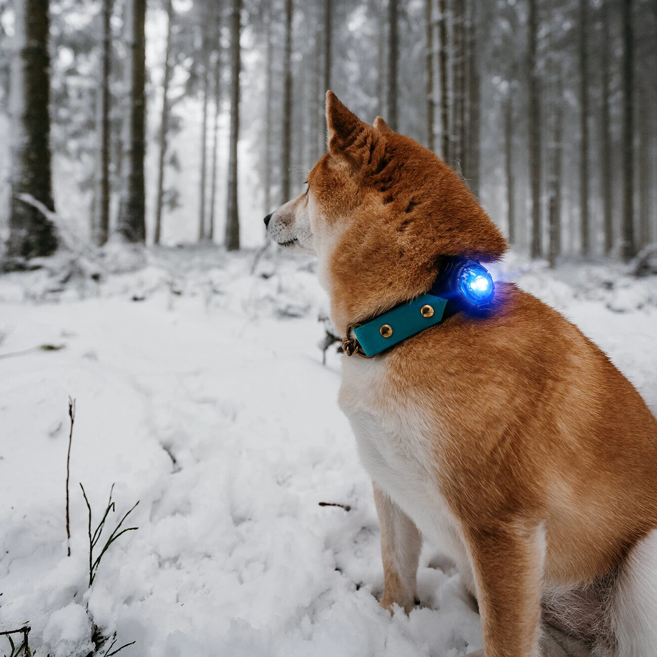 Orbiloc Dog Dual Safety Light Hundelicht 19 Orbiloc Dog Dual Safety Light Hundelicht – Bild 19