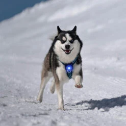 Orbiloc Dog Dual Safety Light Hundelicht 39 Orbiloc Dog Dual Safety Light Hundelicht -Angebote Hundenass Futter Store orbiloc dog dual safety light hundelicht 1671121195