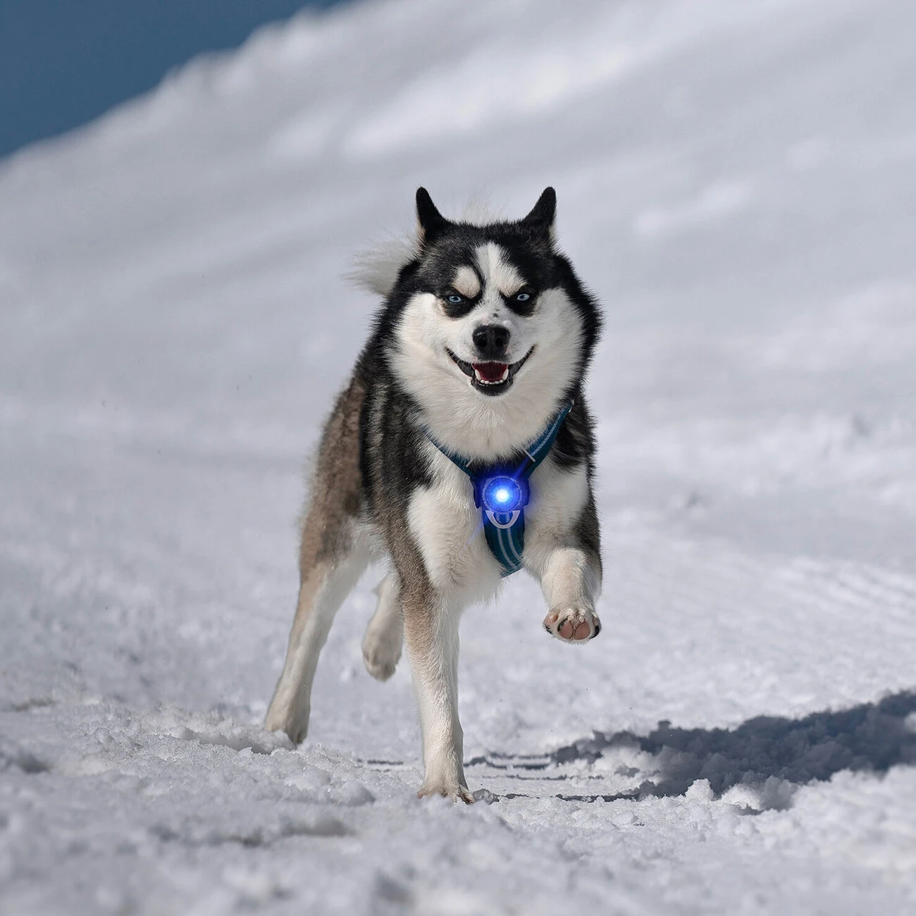 Orbiloc Dog Dual Safety Light Hundelicht 20 Orbiloc Dog Dual Safety Light Hundelicht – Bild 20