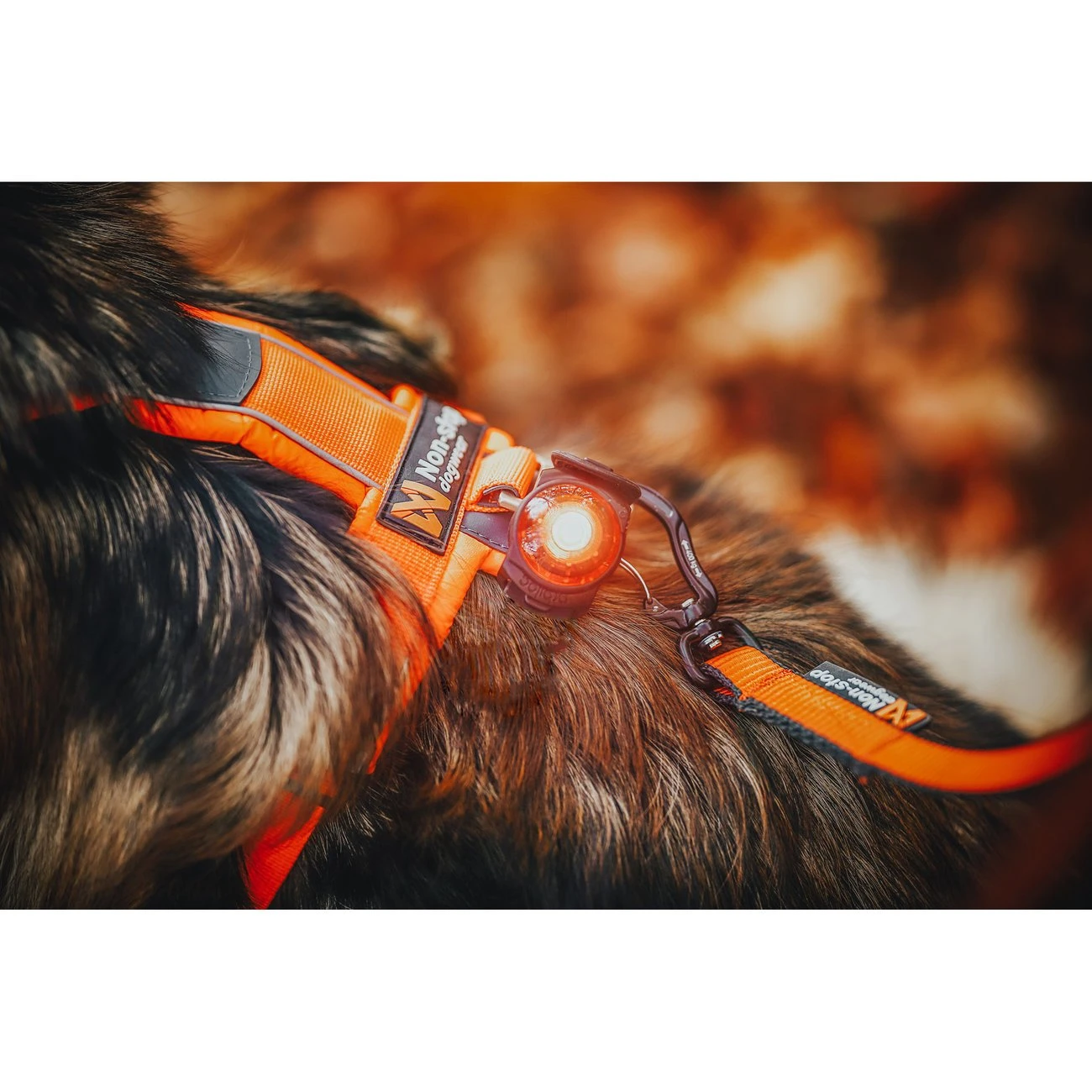 Orbiloc K9 Active Doppelpack 10 Orbiloc K9 Active Doppelpack – Bild 10