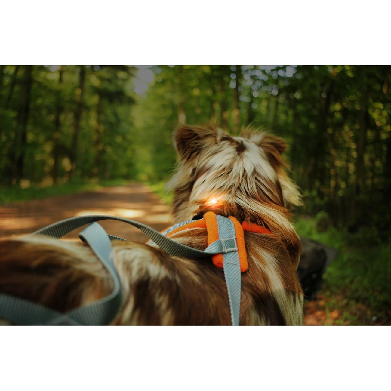 Orbiloc K9 Active Doppelpack 12 Orbiloc K9 Active Doppelpack – Bild 12