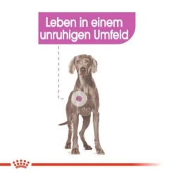 Royal Canin CCN Relax Care Maxi Trockenfutter Für Große Hunde In Unruhigem Umfeld -Angebote Hundenass Futter Store royal canin ccn relax care maxi hundefutter 1560953430