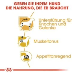 Royal Canin Dachshund Adult Hundefutter Nass Für Dackel 10 Royal Canin Dachshund Adult Hundefutter Nass Für Dackel -Angebote Hundenass Futter Store royal canin dachshund adult hundefutter nass fuer dackel 1565685877