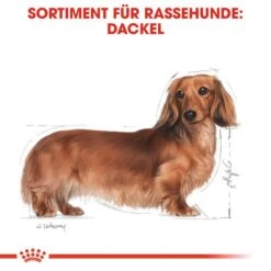 Royal Canin Dachshund Adult Hundefutter Nass Für Dackel 12 Royal Canin Dachshund Adult Hundefutter Nass Für Dackel -Angebote Hundenass Futter Store royal canin dachshund adult hundefutter nass fuer dackel 1565685885