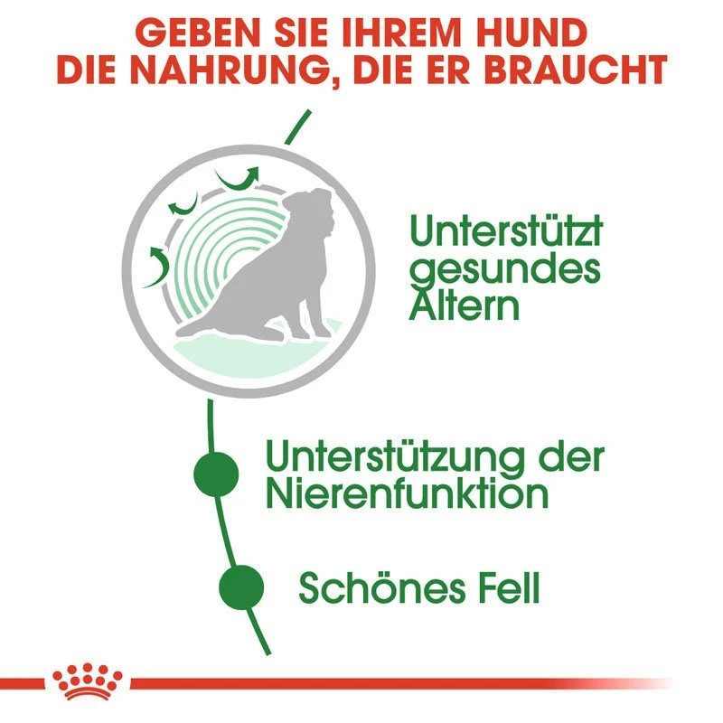 Royal Canin Mini Ageing 12+ Nassfutter Für ältere Kleine Hunde 3 Royal Canin Mini Ageing 12+ Nassfutter Für ältere Kleine Hunde – Bild 3