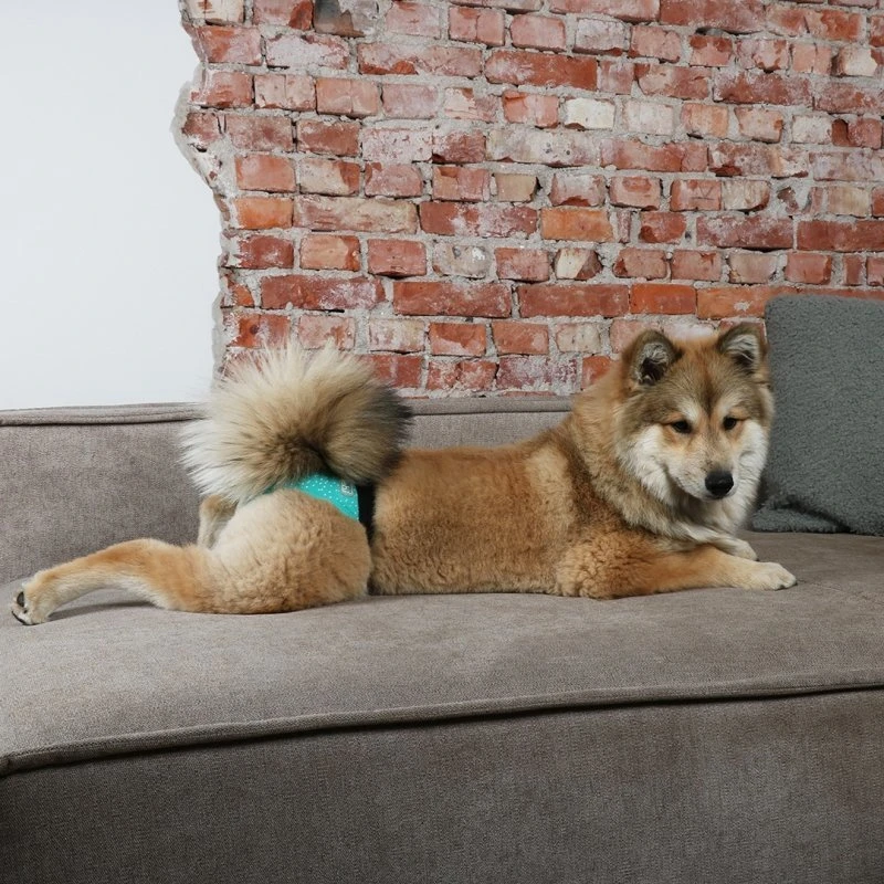 EBI Schutzhose Für Hunde Aus Baumwolle Im Doppelpack 3 EBI Schutzhose Für Hunde Aus Baumwolle Im Doppelpack – Bild 3