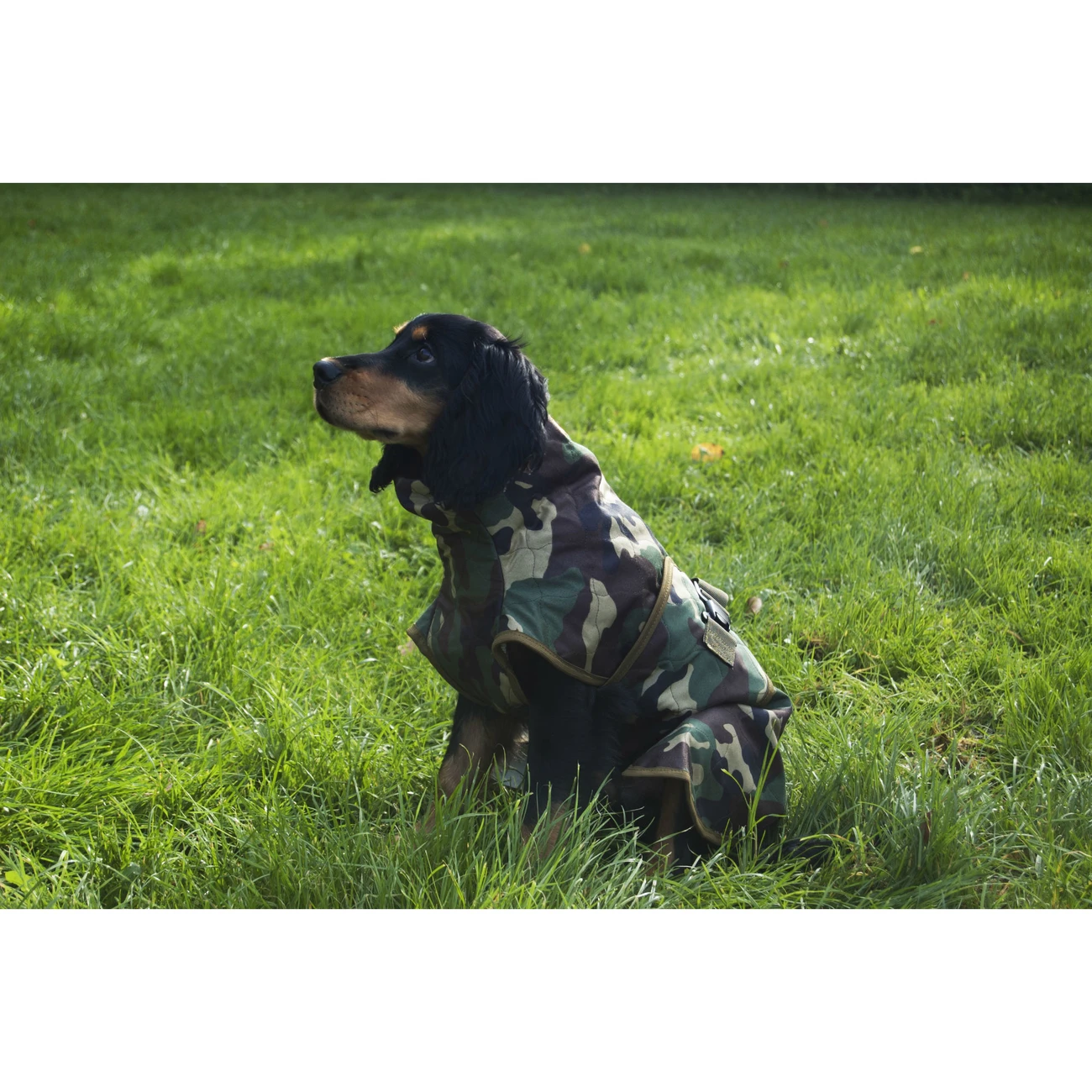 SICCARO Hundemantel WetDog Spirit 7 SICCARO Hundemantel WetDog Spirit – Bild 7