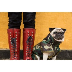 SICCARO Hundemantel WetDog Spirit 26 SICCARO Hundemantel WetDog Spirit -Angebote Hundenass Futter Store siccaro hundemantel wetdog spirit 1529586125