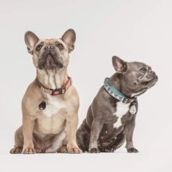 Tickless Pet Zecken Und Flohschutz 27 Tickless Pet Zecken Und Flohschutz -Angebote Hundenass Futter Store tickless pet zecken und flohschutz 1584991107