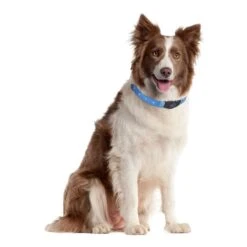 Karlie Visio Light Leuchthalsband LED Für Hunde Mit Langhaar 13 Karlie Visio Light Leuchthalsband LED Für Hunde Mit Langhaar -Angebote Hundenass Futter Store visio light led fuer hunde mit langhaar 1537455899