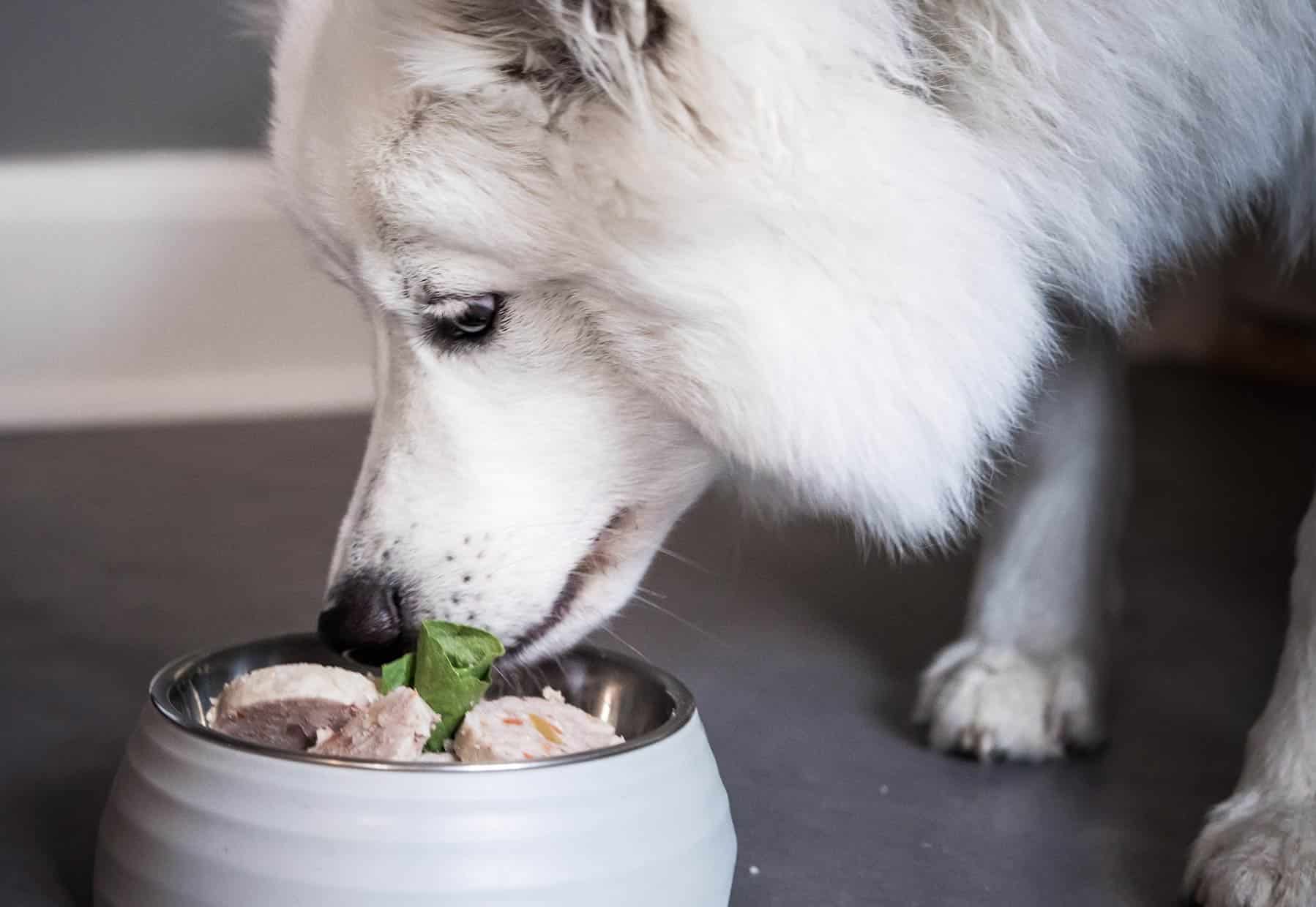 Angebote Hundenass Futter Store -Angebote Hundenass Futter Store vaadfoder til hunde maet pets